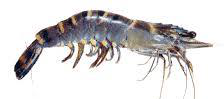 Black Tiger Shrimp