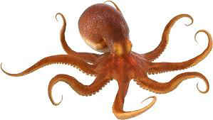 Octopus